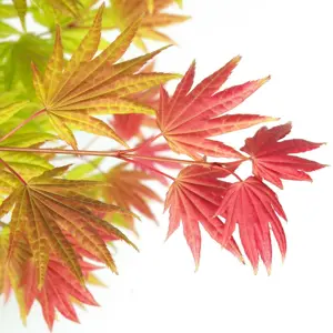 Acer shirasawanum 'Moonrise' 50L - image 1