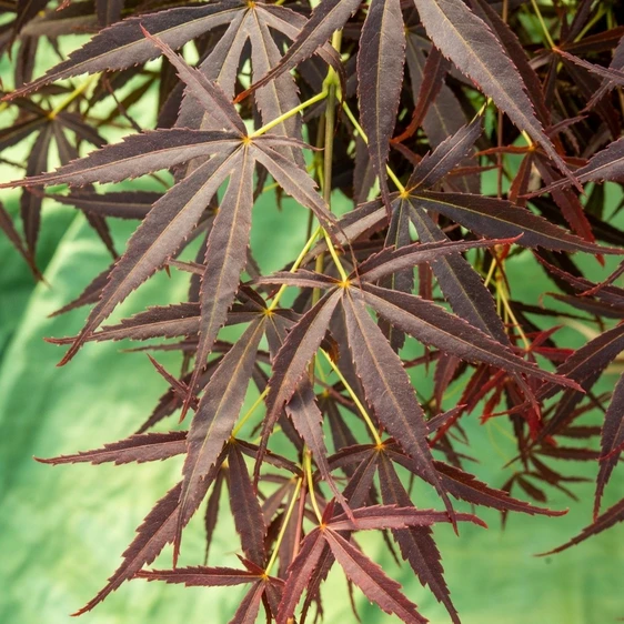 Acer palmatum 'Nimura Princess' 15L Standard