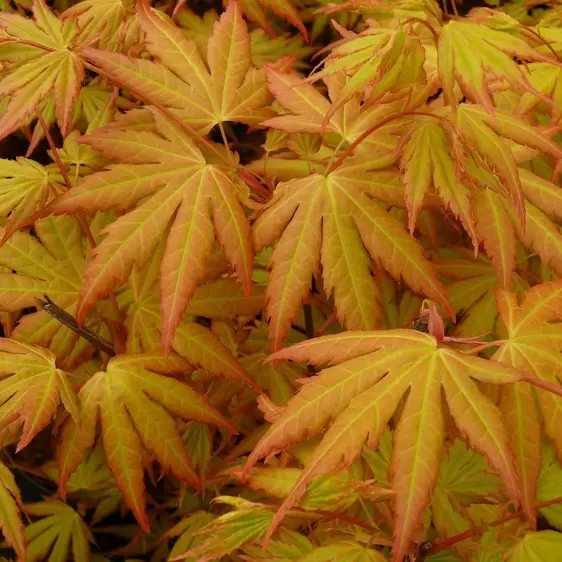 Acer palmatum 'Orange Dream' 7.5L - image 1