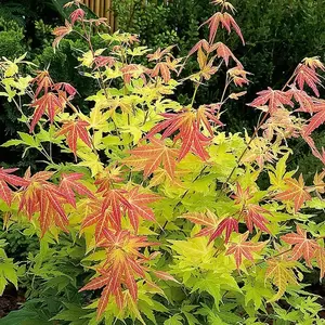 Acer palmatum 'Orange Dream' 6L - image 2