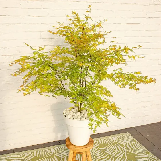 Acer palmatum 'Orange Lace' 10L - image 3