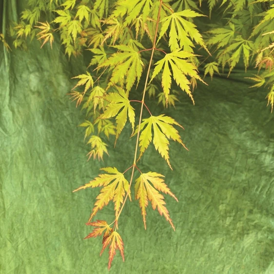 Acer palmatum 'Orange Lace'
