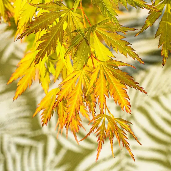 Acer palmatum 'Orange Lace' 10L - image 1