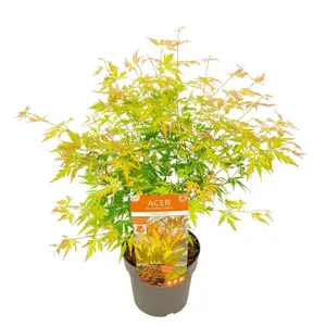 Acer palmatum 'Orange Lace' 3L - image 4