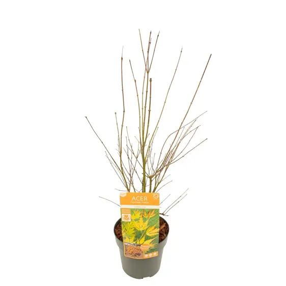 Acer palmatum 'Orange Lace' 3L - image 5