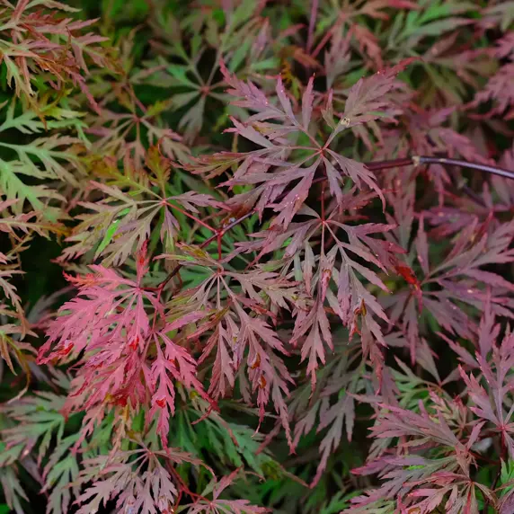 Acer palmatum 'Orangeola' Standard 12L - image 2