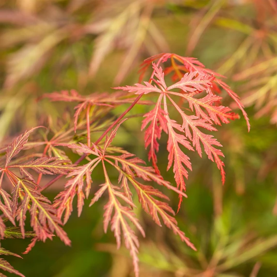 Acer palmatum 'Orangeola' Standard 12L - image 1