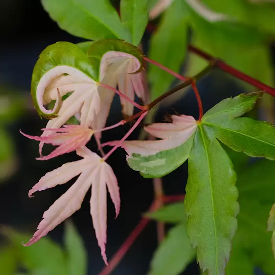 Acer palmatum 'Orido-nishiki' 3L - image 3