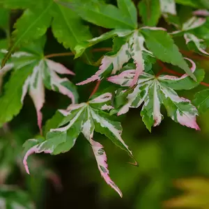 Acer palmatum 'Orido-nishiki' 3L - image 3