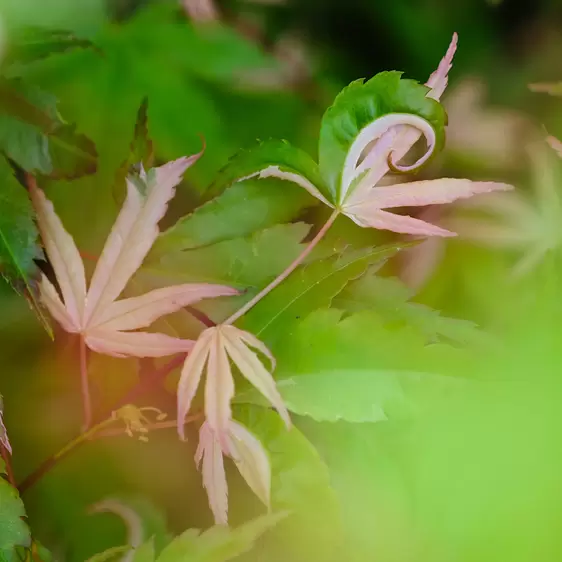 Acer palmatum 'Orido-nishiki' 8L - image 2