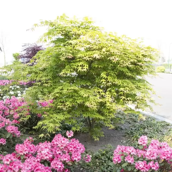 Acer palmatum 'Osakazuki' 3L - image 3