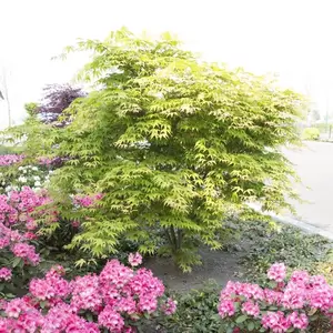 Acer palmatum 'Osakazuki' 8L - image 3