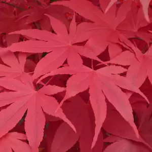 Acer palmatum 'Osakazuki' 8L - image 2