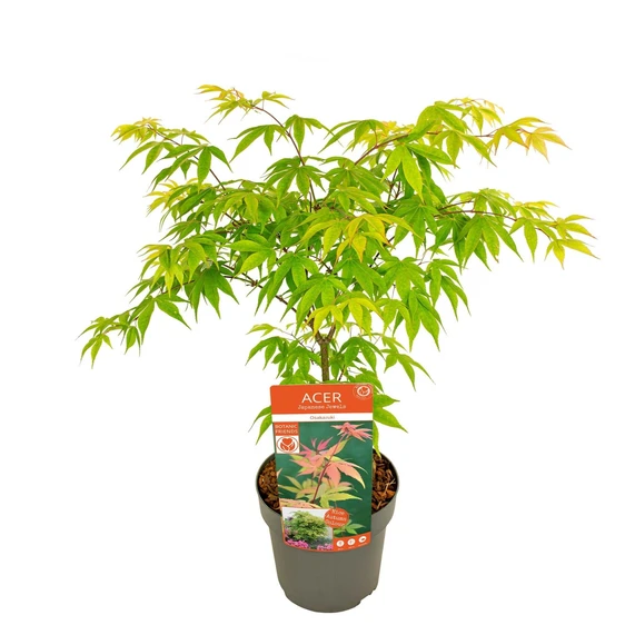 Acer palmatum 'Osakazuki' 3L - image 5