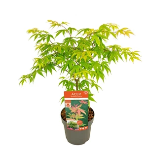 Acer palmatum 'Osakazuki' 3L - image 5