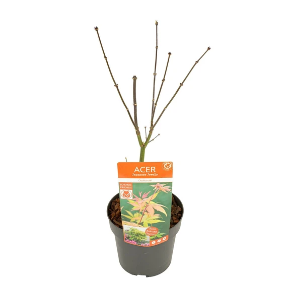 Acer palmatum 'Osakazuki' 3L - image 6
