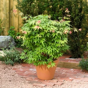 Acer palmatum 'Osakazuki' 3L - image 4