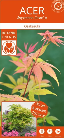 Acer palmatum 'Osakazuki' 3L - image 7