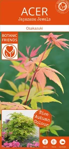 Acer palmatum 'Osakazuki' 3L - image 7