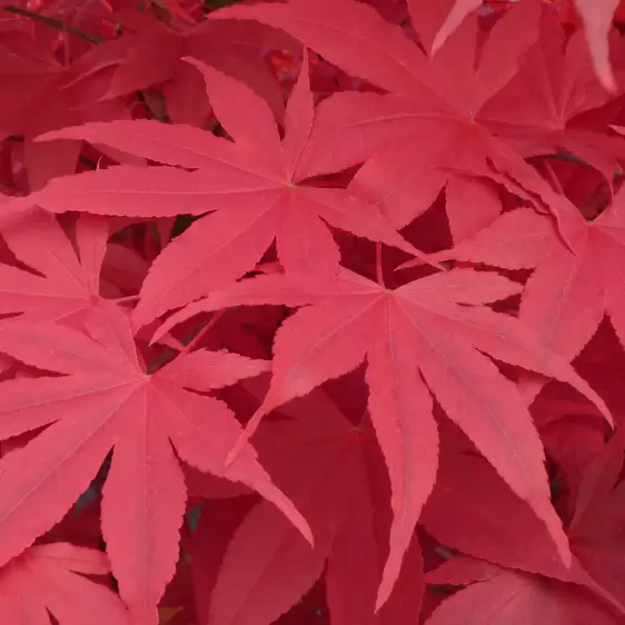 Acer palmatum 'Osakazuki' 30L - image 2