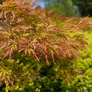 Acer palmatum 'Baldsmith' Standard 15L - image 1