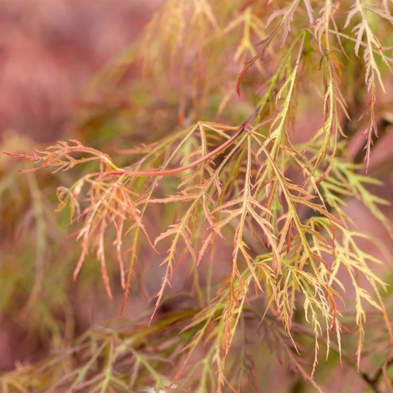 Acer palmatum 'Baldsmith' Standard 15L - image 2