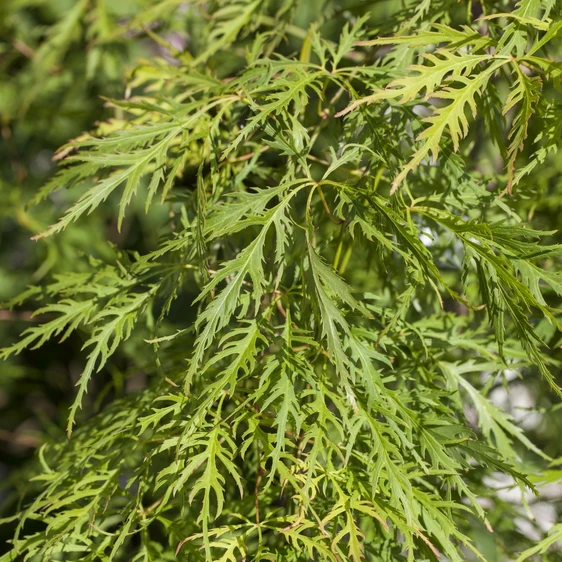 Acer palmatum 'Dissectum Flavescens' 30L