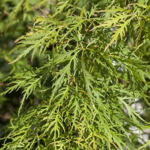 Acer palmatum 'Dissectum Flavescens' 30L