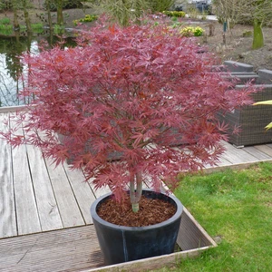 Acer palmatum 'Peve Dave' 8L - image 2