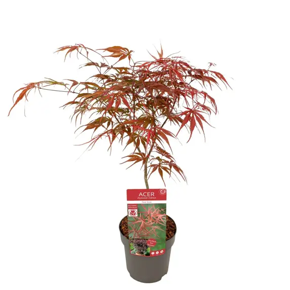 Acer palmatum 'Peve Dave' 3L - image 3