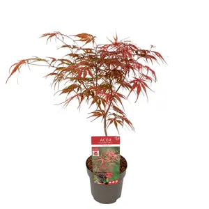 Acer palmatum 'Peve Dave' 3L - image 3