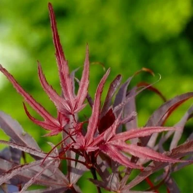 Acer palmatum 'Peve Dave' 3L - image 1