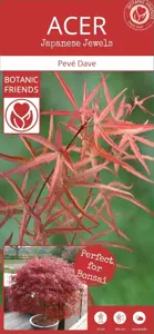 Acer palmatum 'Peve Dave' 3L - image 4