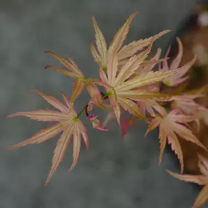 Acer palmatum 'Phoenix'