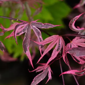 Acer palmatum 'Pink Passion' - Standard - image 2