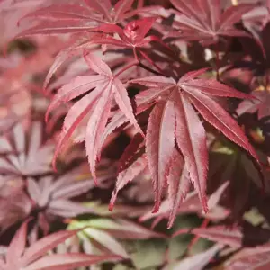Acer palmatum 'Pixie' 50L