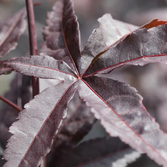 Acer palmatum 'Red Emperor' 65L - image 1