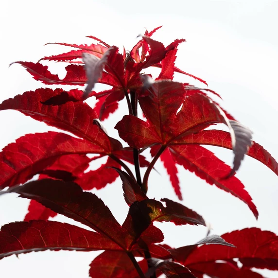 Acer palmatum 'Red Emperor' 65L - image 2