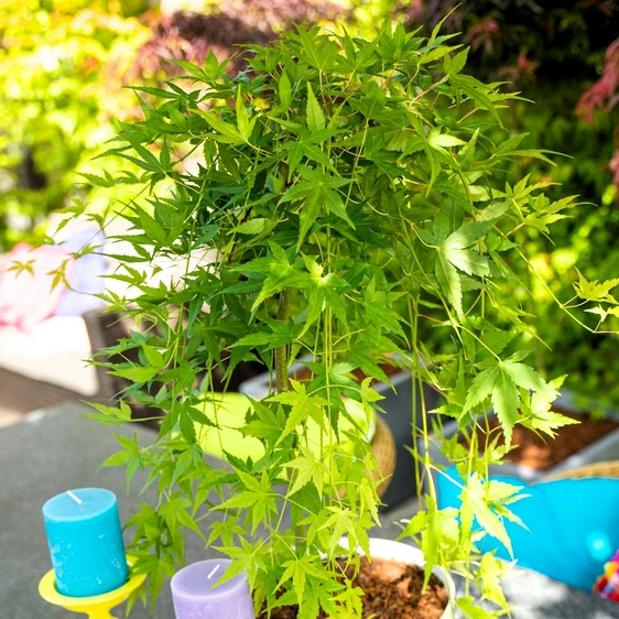 Acer palmatum 'Ryusen' Standard 20L - image 3