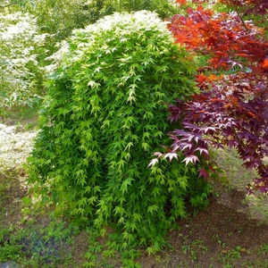 Acer palmatum 'Ryusen' Standard 20L - image 5