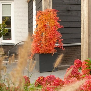 Acer palmatum 'Ryusen' Standard 20L - image 4