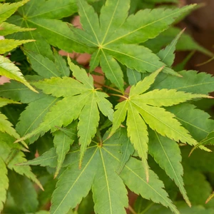 Acer palmatum 'Sango-kaku' 5L - image 4