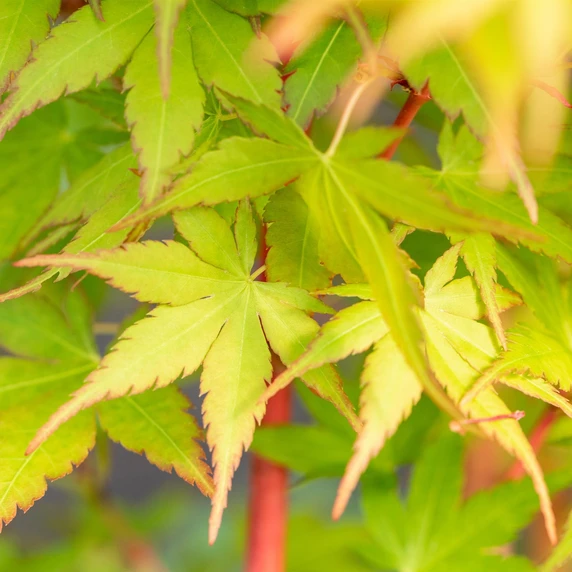 Acer palmatum 'Sango-kaku' 5L - image 3