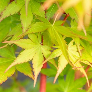 Acer palmatum 'Sango-kaku' 5L - image 3