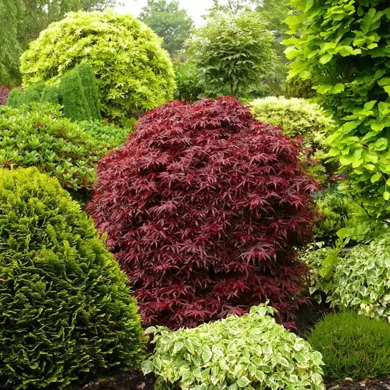 Acer palmatum 'Shaina' - 10L Standard - image 2
