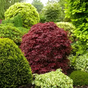 Acer palmatum 'Shaina' - 10L Standard - image 2