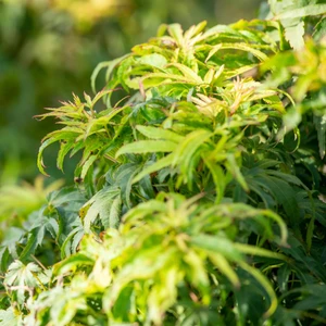 Acer palmatum 'Sharp's Pygmy' - image 1