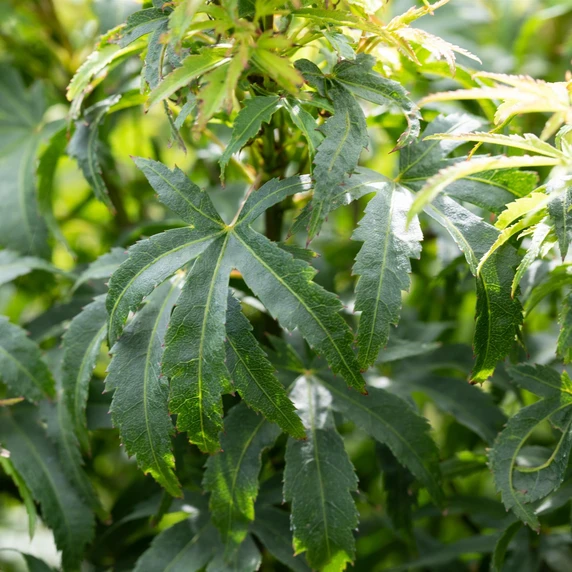 Acer palmatum 'Sharp's Pygmy' - image 2