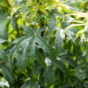 Acer palmatum 'Sharp's Pygmy' - image 2