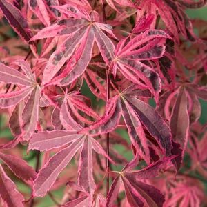 Acer palmatum 'Shirazz' 3L